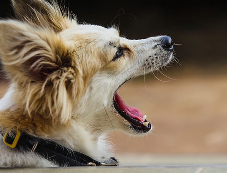 Understanding Anxiety